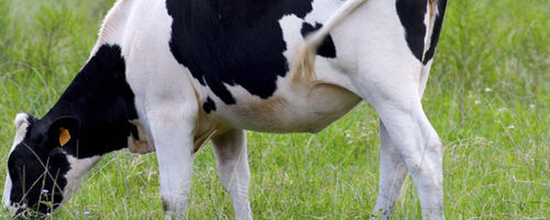 奶牛缺磷有哪些表现