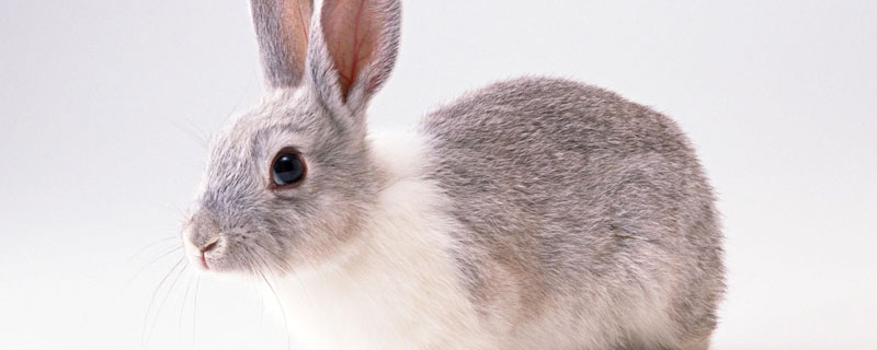 野兔每年产几窝