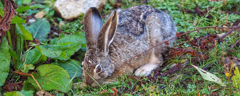 野兔是保护动物吗