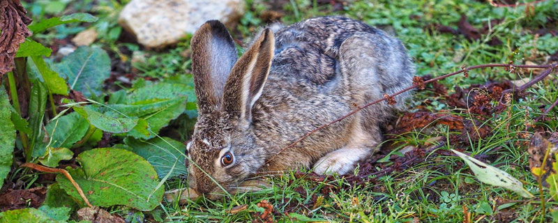 野兔每年产仔多少