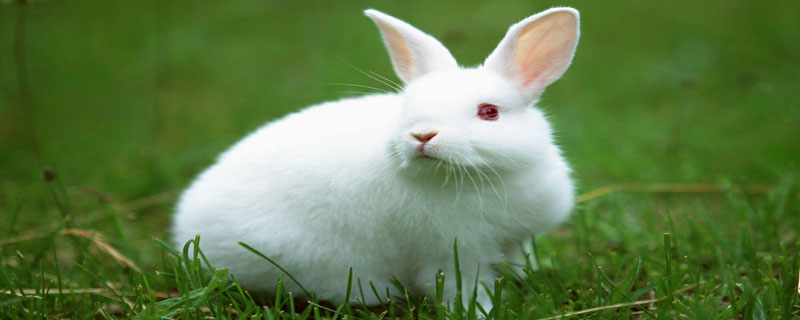 肉兔生长周期