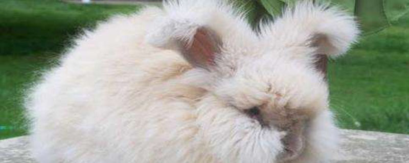 长毛兔一年能产多少毛