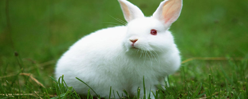 肉兔一年繁殖几次