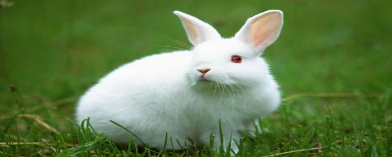 肉兔可以长到多少斤