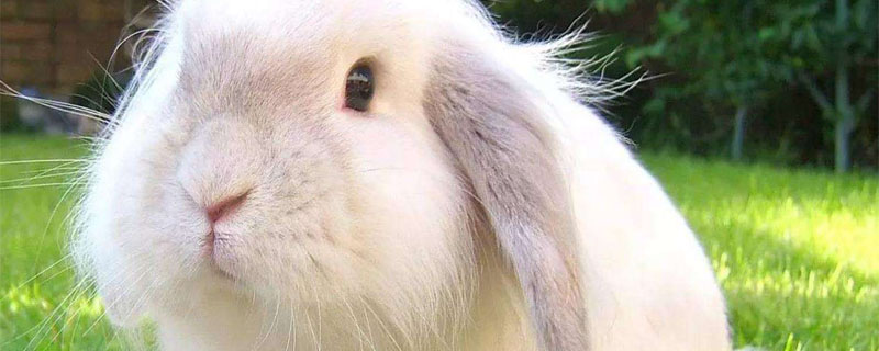 长毛兔和家兔的区别