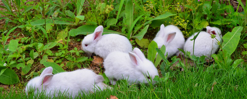 獭兔生长速度