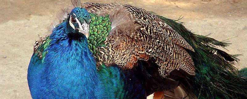 蓝孔雀能当宠物养吗