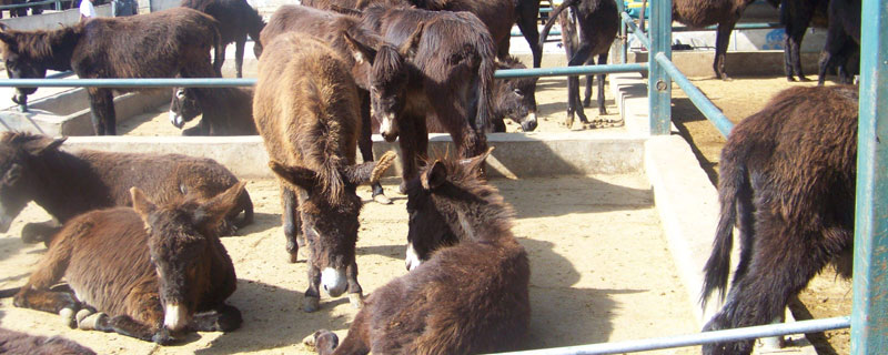 肉驴的饲养管理技术