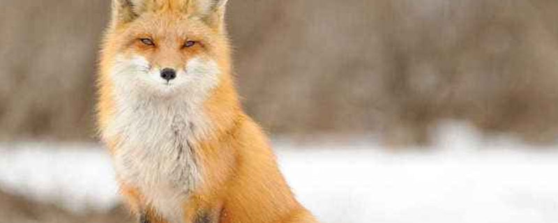 狐狸是保护动物吗