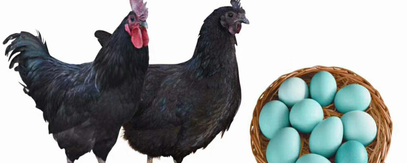 绿壳蛋鸡孵化温度