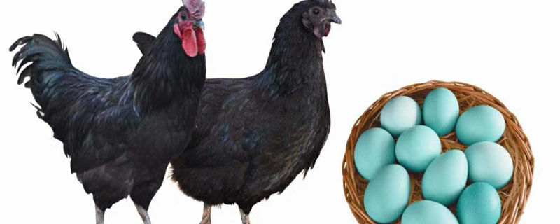 蛋鸡一天能下几个蛋