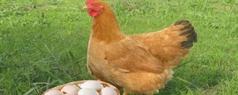 蛋鸡养殖技术与管理