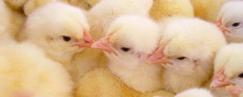 白羽肉鸡多少天产蛋