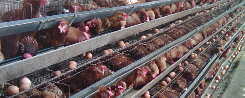 蛋鸡慢性禽流感怎么治
