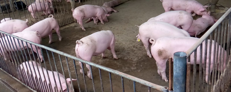 非洲猪瘟病毒在猪粪中能存活多久