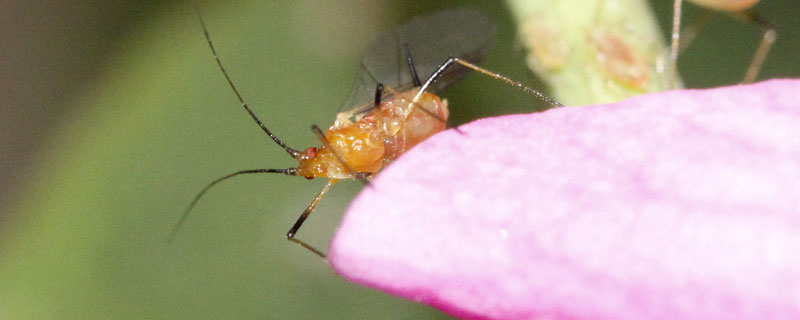 玉米蚜虫用什么药防治
