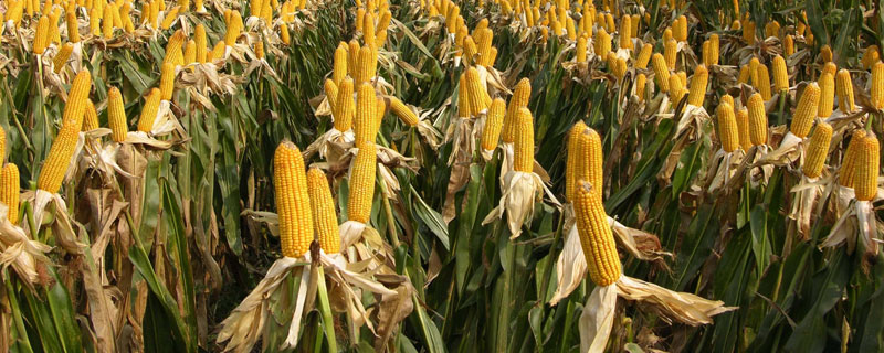 玉米控旺几次增产