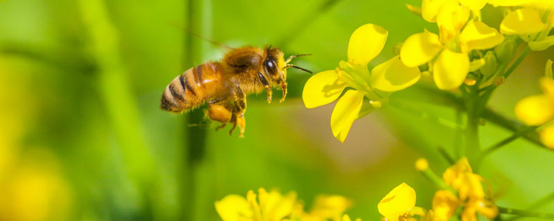 蜜蜂中毒怎么办