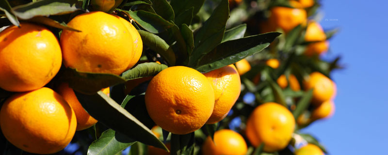 明日见柑橘种植条件