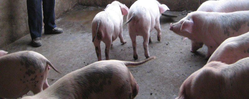 非洲猪瘟治疗的土方法
