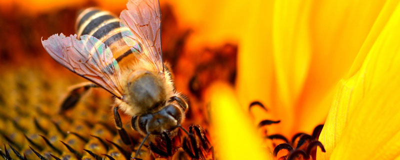 蜜蜂中毒了怎么解毒