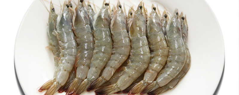 弧菌对虾有什么影响