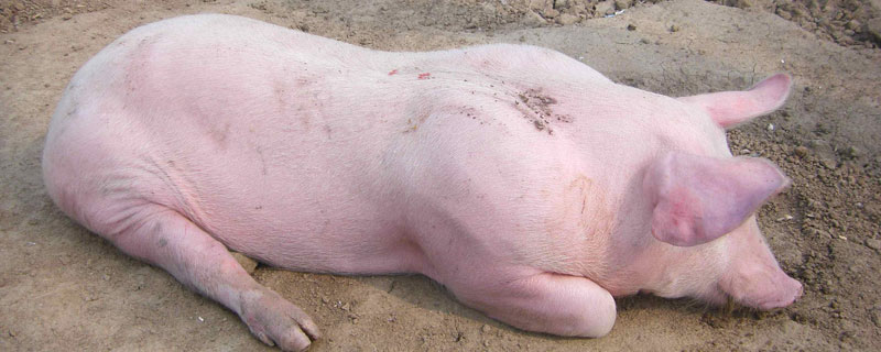 母猪死胎在肚子里多久能化