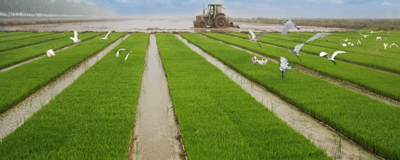 水稻生长过程顺序