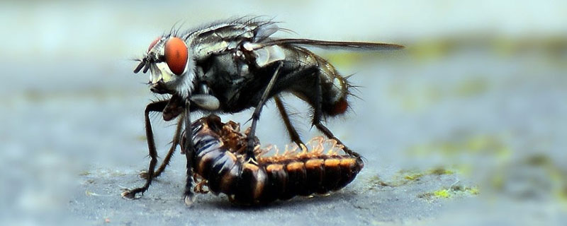 敌敌畏灭蚊蝇稀释比例