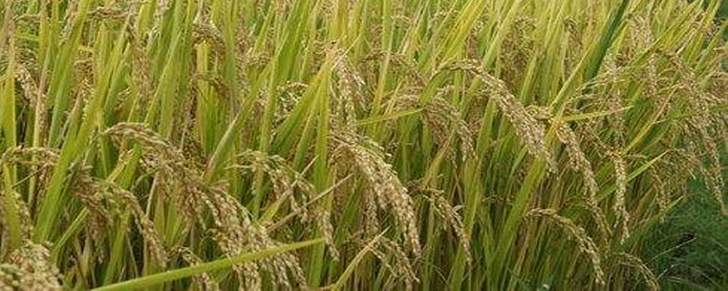 我国现存最早总结江南水稻地区栽培技术的一部农书是