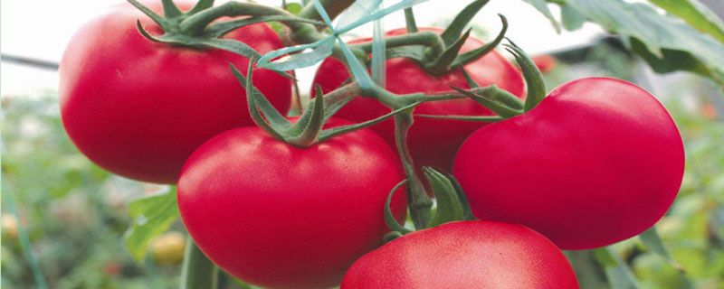 西红柿的密度大还是辣椒的密度大