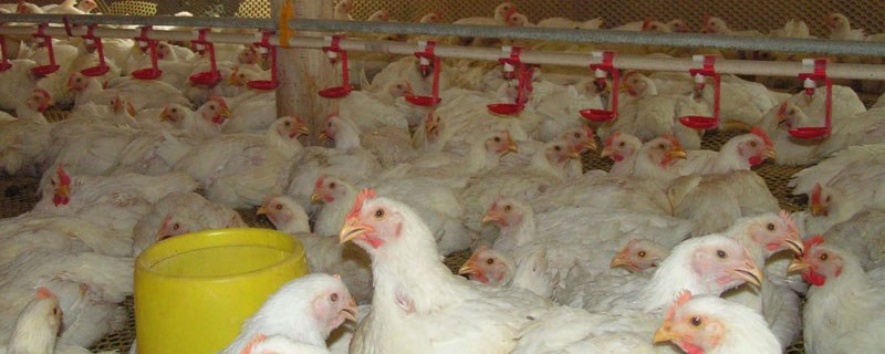 肉鸡饲养管理技术