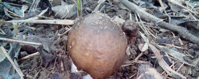 斗鸡菇可以人工种植吗