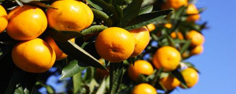 氟啶胺柑橘注意事项