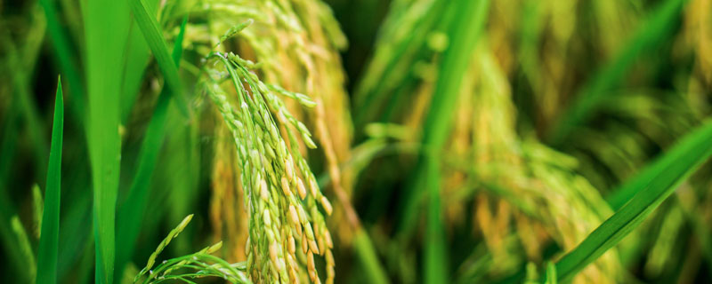 杂交水稻是什么技术