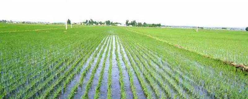 江南地区水稻栽培技术