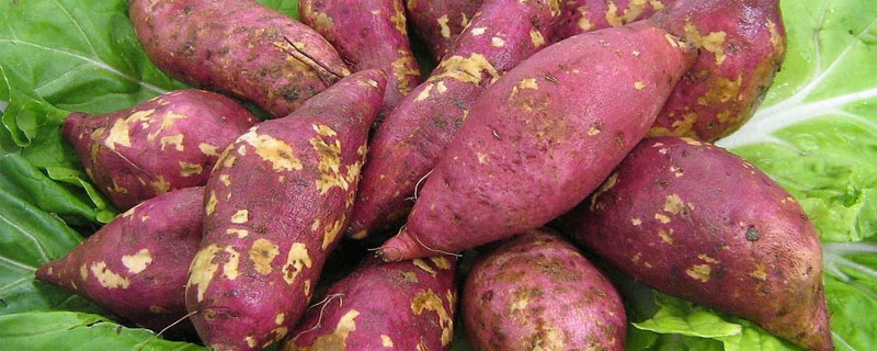 红薯移栽密度