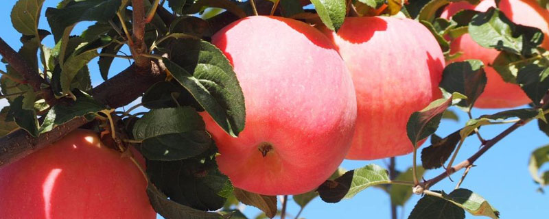 苹果树追肥用什么肥料