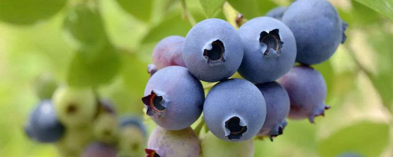 蓝莓苗叶片发红原因
