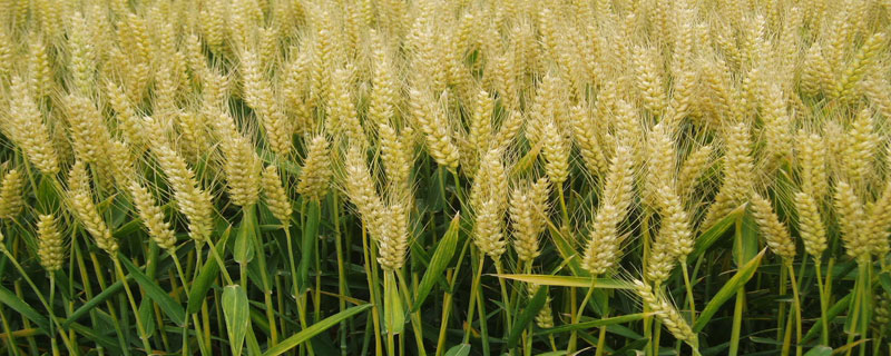 吨麦18小麦品种