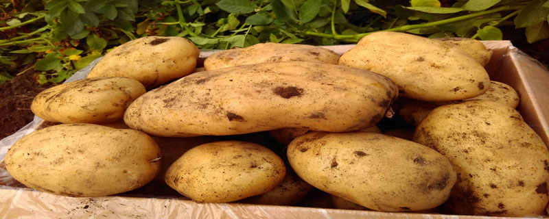 土豆种植用不用打岔