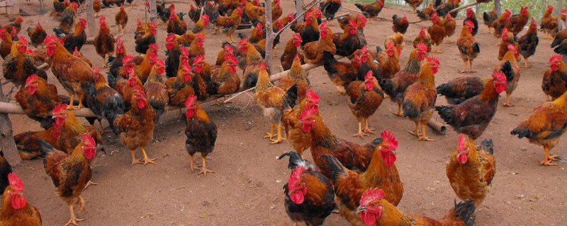 养鸡每天喂多少饲料