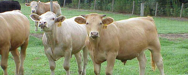 养牛如何预防口蹄疫