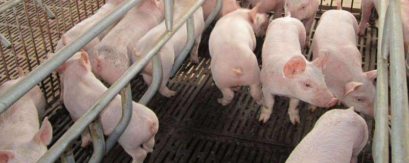 养猪存栏数是什么意思