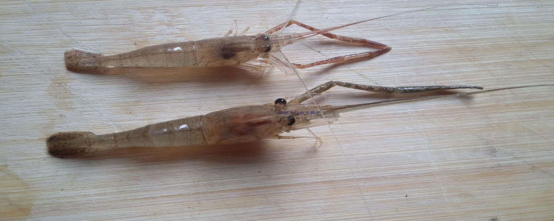 淡水青虾虾苗繁殖技