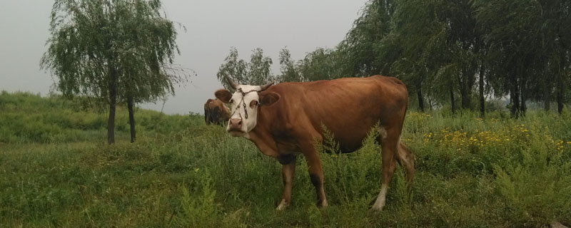 黄牛从出生到出栏多久