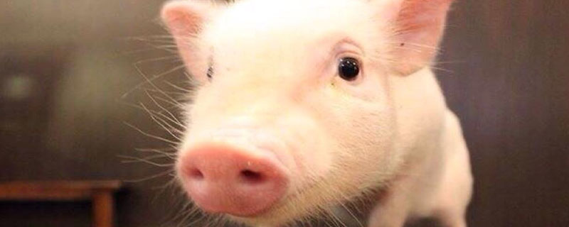 养猪对身体有什么危害