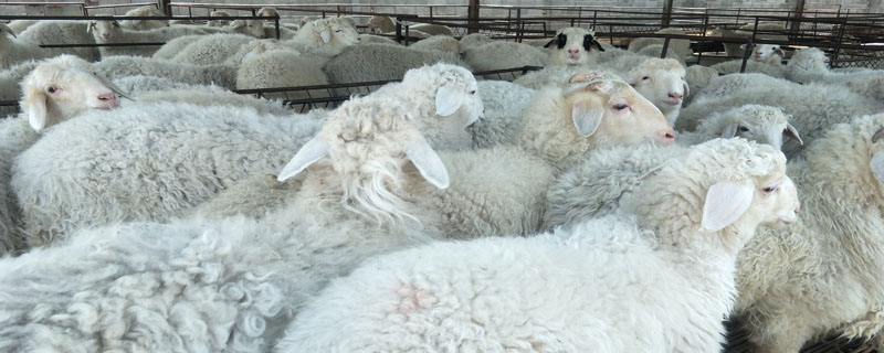 湖羊一年剪几次羊毛