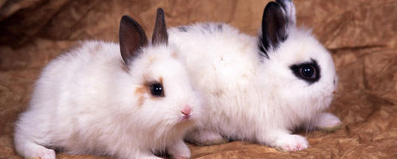兔子多大可以繁殖