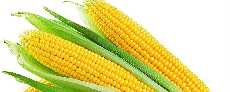 玉米喜欢什么肥料